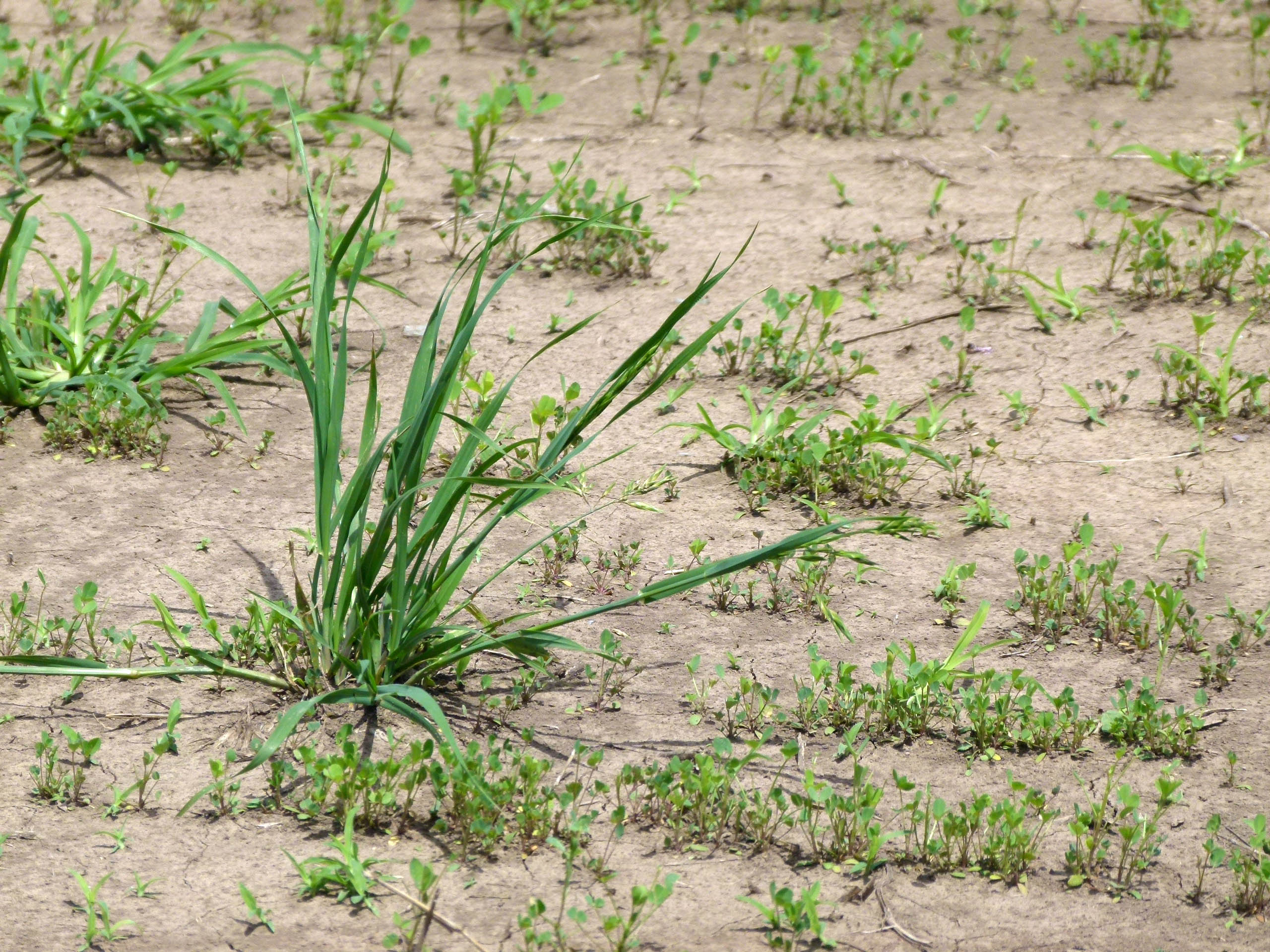 ¿ Sabías qué es la alelopatía en las plantas ?